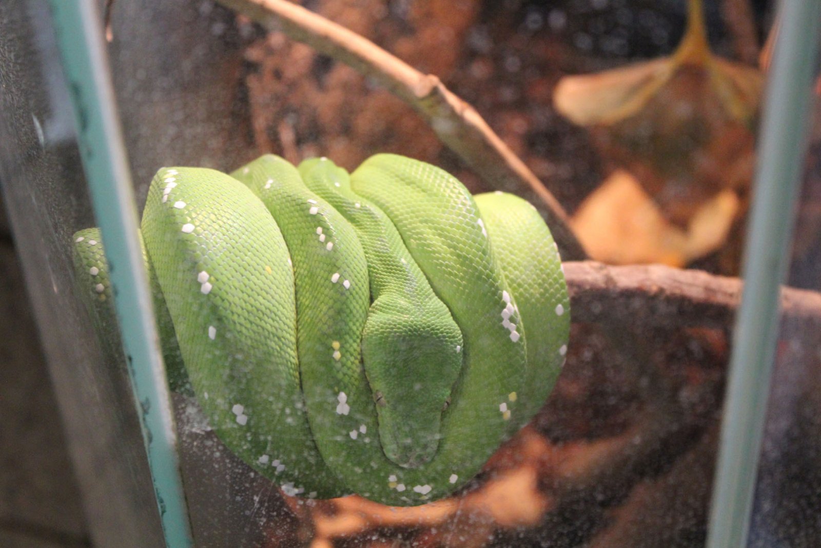 San Diego Zoo Part II 164